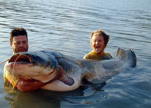 giantcatfish.jpg
