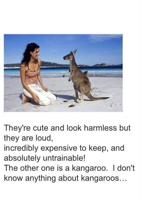 kangooroo.jpg