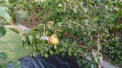 IMG_20160918_095741.jpg