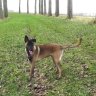 triesjen